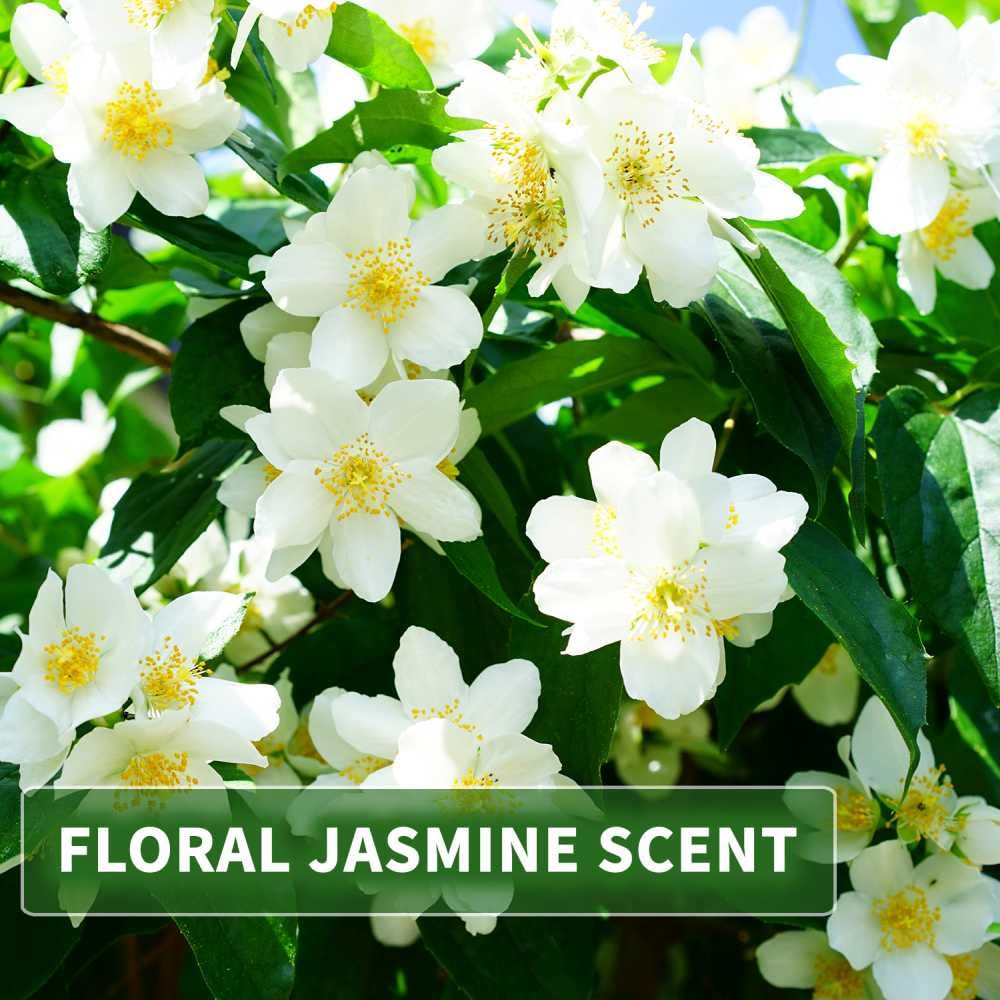 kitama-scented-massage-oil-massage-l-jasmin-250ml-jojoba-mandel image 3